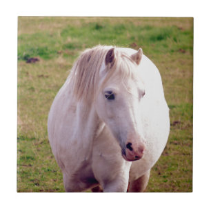 Lovely Grey Pony Tile