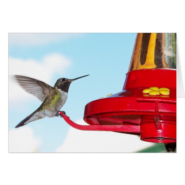 Lovely Hummingbird and Feeder Blank Inside (Front Horizontal)
