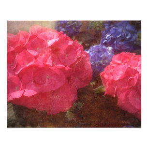 Lovely Hydrangea Photo Print
