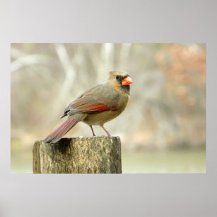 Lovely Lady Cardinal Rectangular Poster