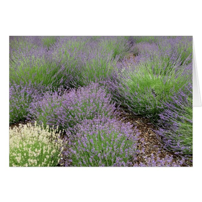 Lovely Lavender (Front Horizontal)