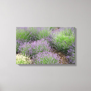 Lovely Lavender Canvas Print