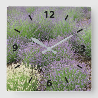 Lovely Lavender Square Wall Clock