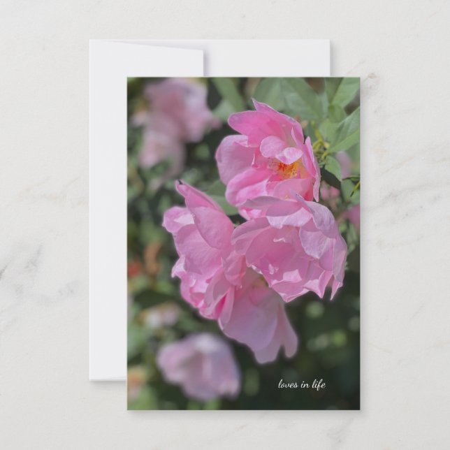 Lovely Light Pink Roses  Card (Front)