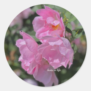 Lovely Light Pink Roses Classic Round Sticker