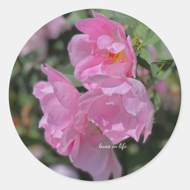 Lovely Light Pink Roses Classic Round Sticker (Front)