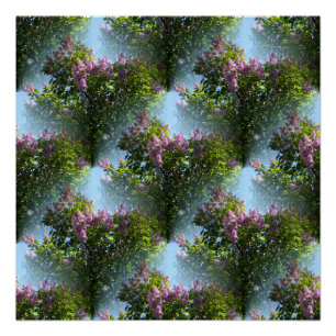 Lovely Lilacs... Poster