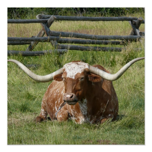 Lovely Longhorn Cow Relaxing In Grass Poster (Front)