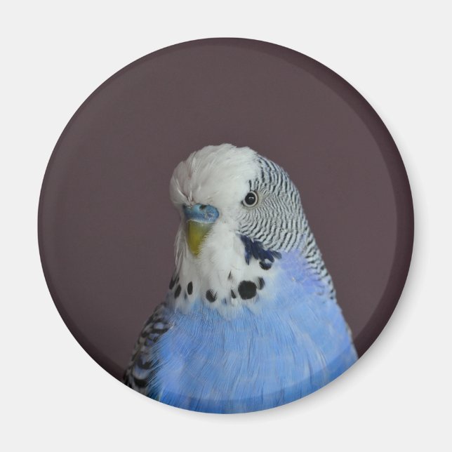 Lovely Macro Budgie Bird Magnet (Front)
