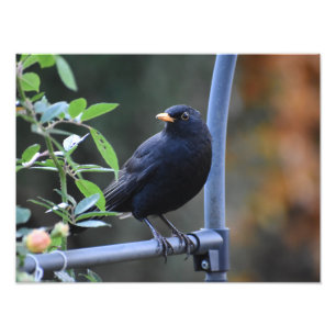 Lovely Male Blackbird Photo Print