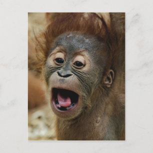 Lovely Orang baby Postcard