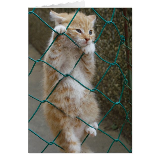 Lovely Orange Tabby Baby (Front)