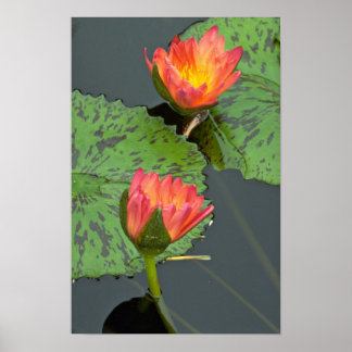 Lovely pair of red and yellow water lilies poster