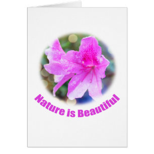 Lovely pink azalea flowers nature is beautiful