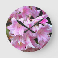 Lovely Pink Belladonna Amaryllis Lilies