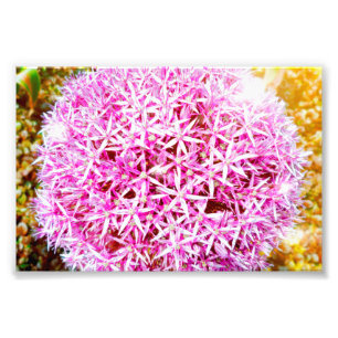 Lovely Pink Flower Photo Print