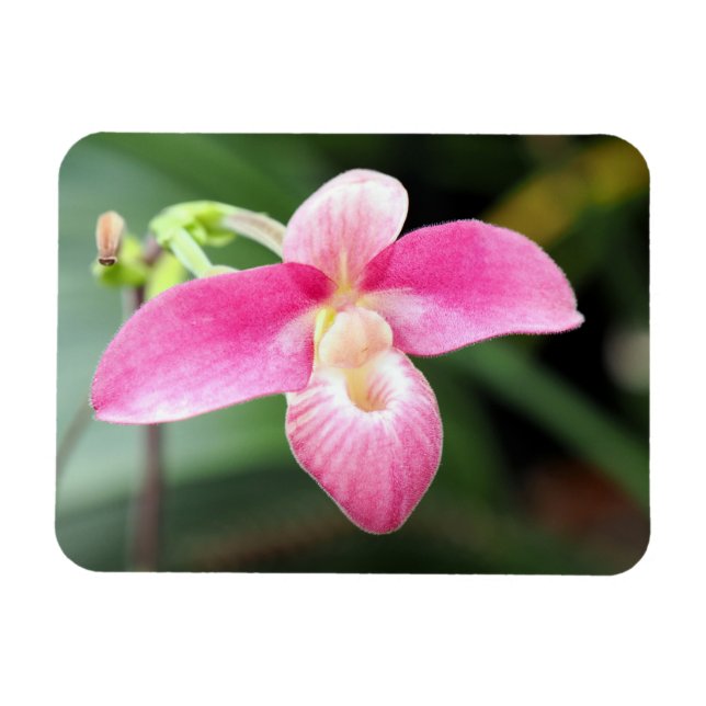 Lovely Pink Orchid Magnet (Horizontal)