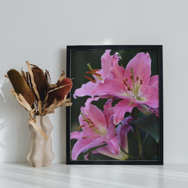 Lovely Pink Oriental Lily Blooms Floral Poster (In Situ)