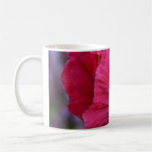 Lovely Pink & Purple Poppy