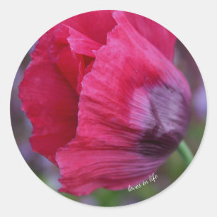 Lovely PInk & Purple Poppy Flower Classic Round Sticker
