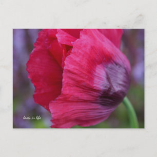 Lovely PInk & Purple Poppy Flower Postcard
