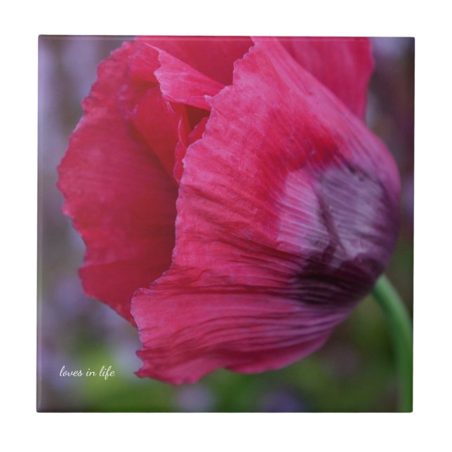 Lovely Pink & Purple Poppy  Tile (Front)