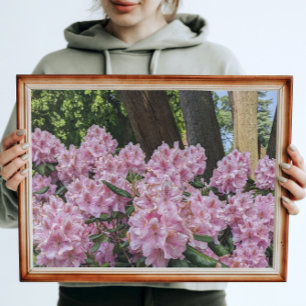 Lovely Pink Rhododendron Floral Photo Print