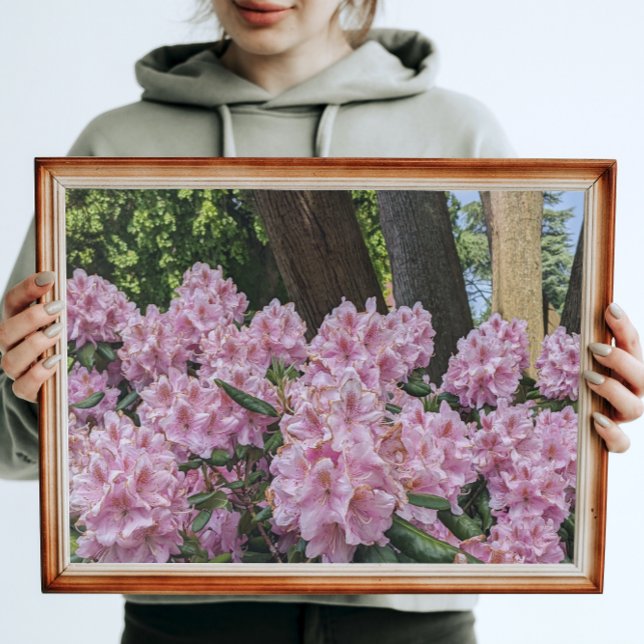 Lovely Pink Rhododendron Floral Photo Print (In Situ Framed)