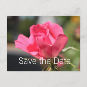 lovely pink rose flower save the date postcard. announcement postcard
