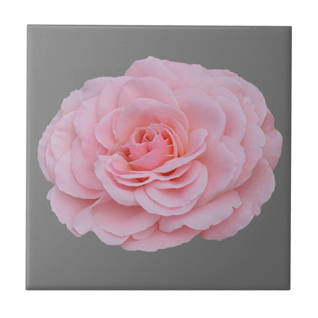 Lovely pink rose tile (Front)
