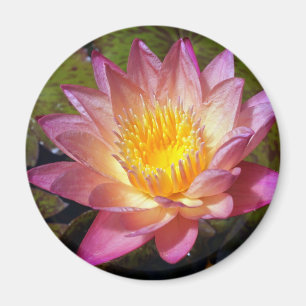 Lovely Pink Water Lily Magnet