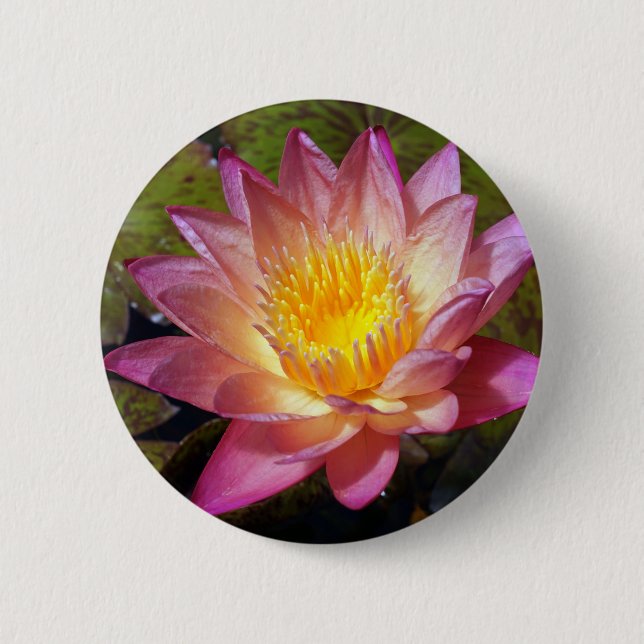 Lovely Pink Water Lily Photograph 6 Cm Round Badge (Front)