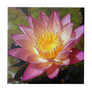 Lovely Pink Water Lily Tile
