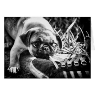 Lovely Playfull Mops