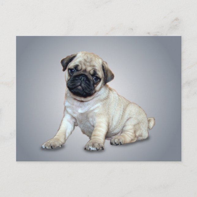 Lovely Pug Postcard (Front)