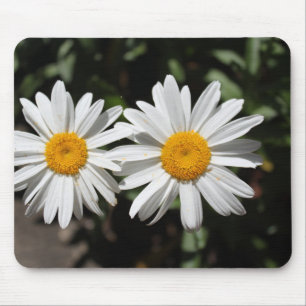 Lovely pure white daisy flowers. mouse pad