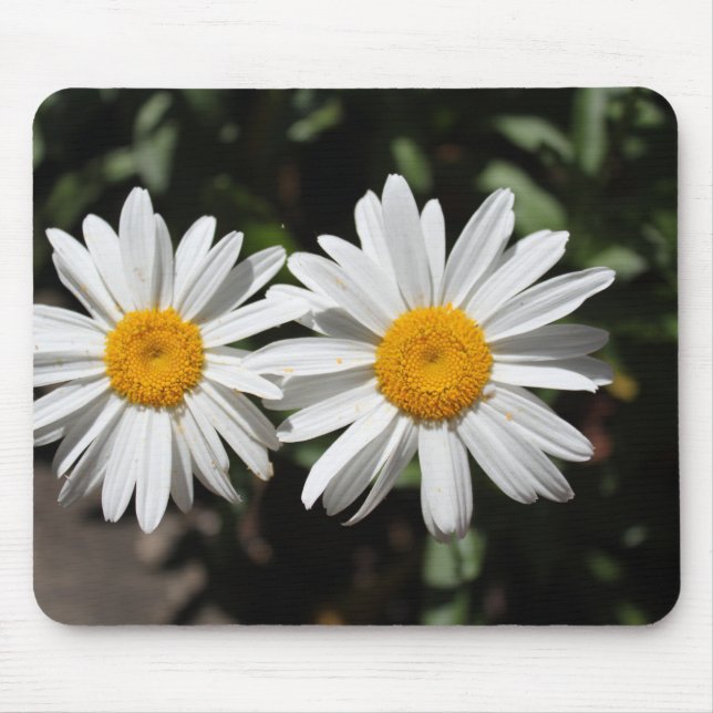 Lovely pure white daisy flowers. mouse pad (Front)