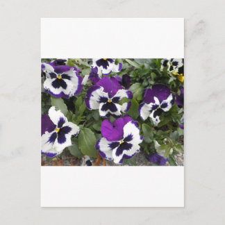 Lovely Purple and White Pansy Art Postcard