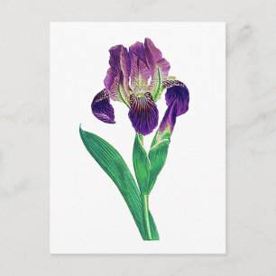 Lovely Purple Dutch Iris Postcard