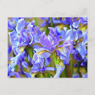 Lovely Purple Irises in May Postcard