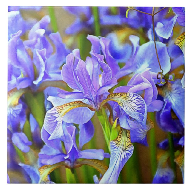 Lovely Purple Irises in May Tile (Front)