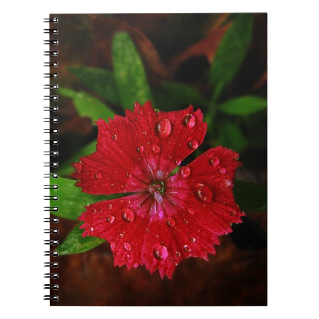 Lovely Raindrops on Red Dianthus Flower Photo Spiral Notebook (Front)