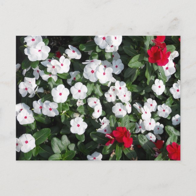 Lovely Red and White Vinca Plants Baltimore Harbou Postcard (Front)
