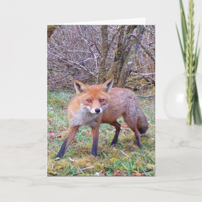 Lovely Red Fox Wildlife Scene for Animal Lovers Card (Front)
