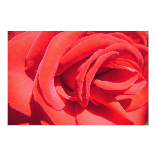lovely red rose flower photo art work. love, wed print (Front)