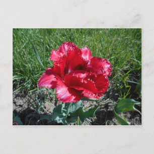 Lovely Red Tulip Postcard