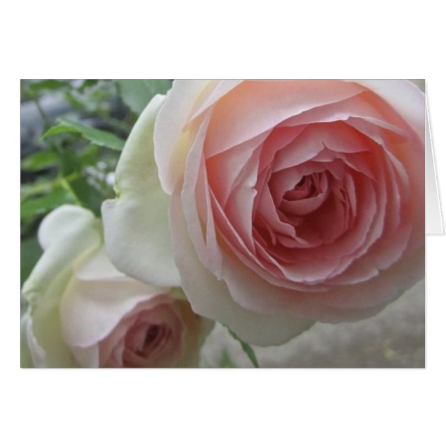 Lovely Soft Pink Pierre De Ronsard Rose Cards (Front Horizontal)