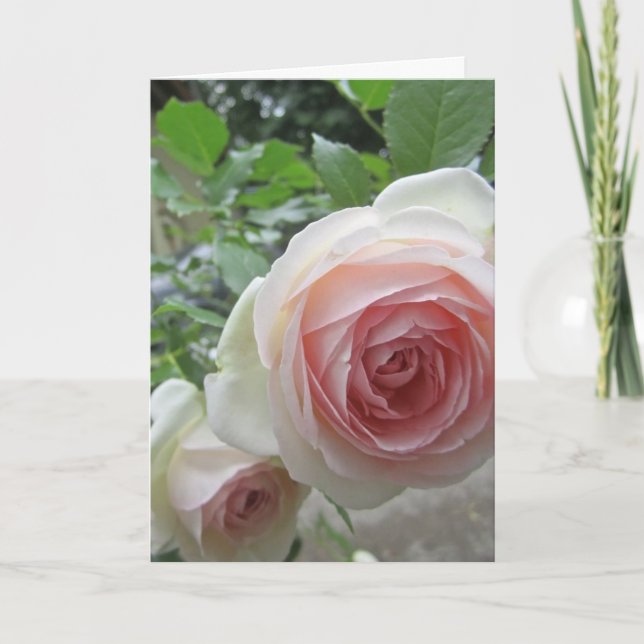Lovely Soft Pink Pierre De Ronsard Rose Cards (Front)