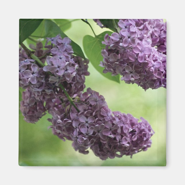 Lovely Spring Magnet (Front)