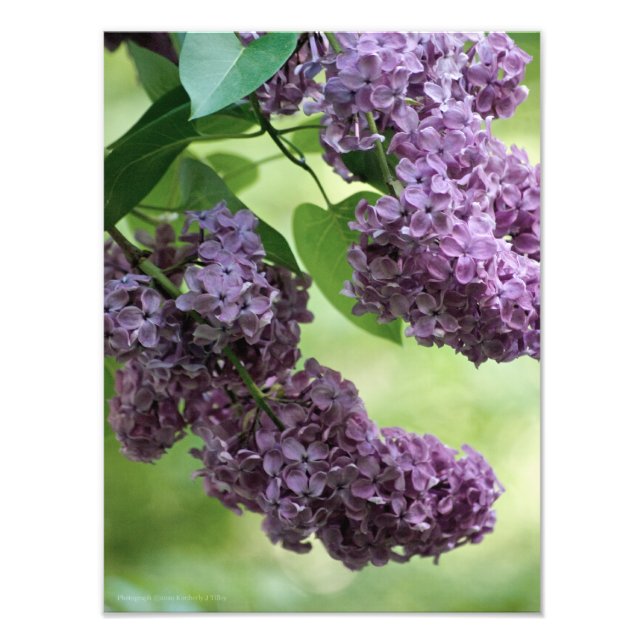 Lovely Spring Photo (Front)